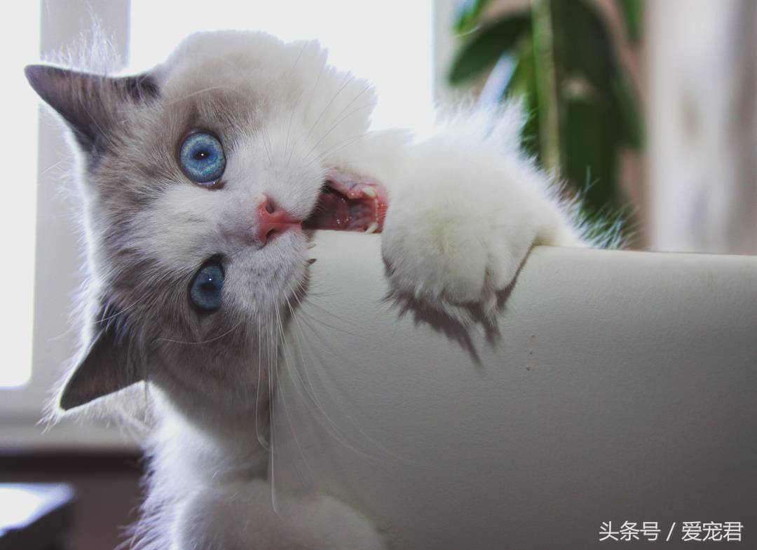 猫咪郁闷应该怎么办,猫咪郁闷怎么办