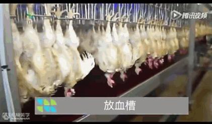 看看外国人是怎样宰牛的,德国杀鸡的全过程