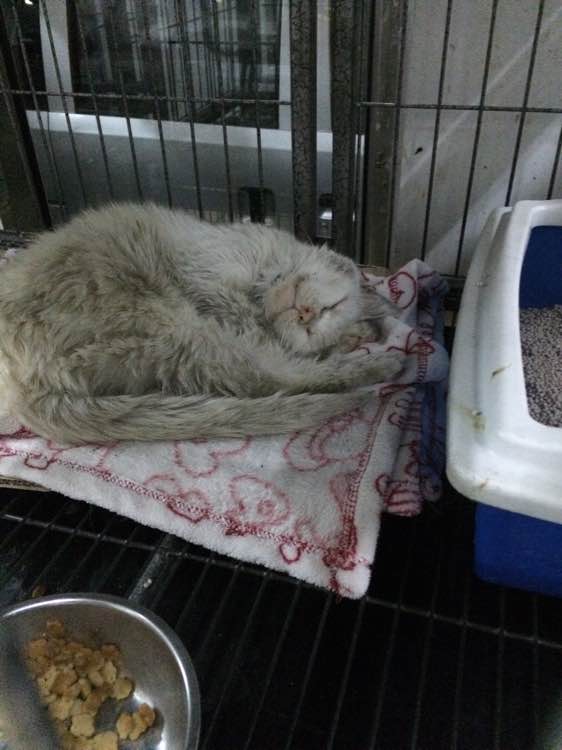 垃圾桶旁边的小猫，我走进了冲着我叫却叫不出声音，只能嘴巴动！