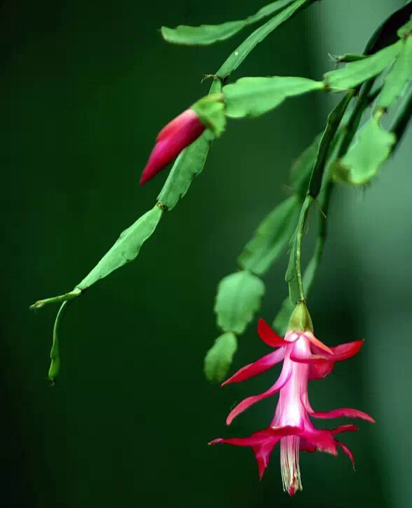 每日一花花语,每日一花之杜鹃花