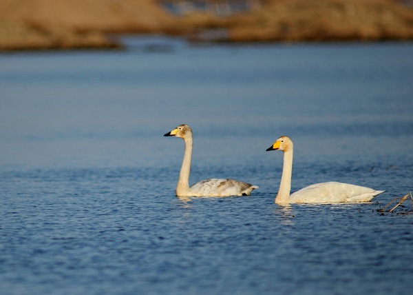 白石水库看天鹅最佳位置导航,白石水库看天鹅2020