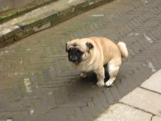 狗狗犬瘟热的症状和治疗方法,狗狗犬瘟热的症状