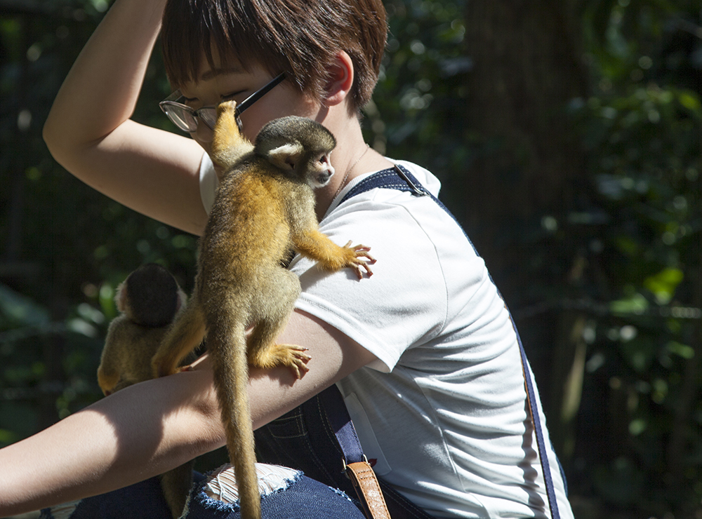 日本喜欢泡温泉的动物,日本爱泡温泉的狗子