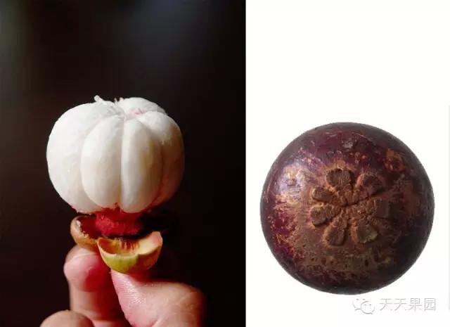 山竹都有哪些问题,山竹的秘密你知道多少