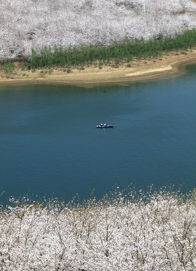 贵州安顺樱花花海,贵州安顺平坝樱花图片