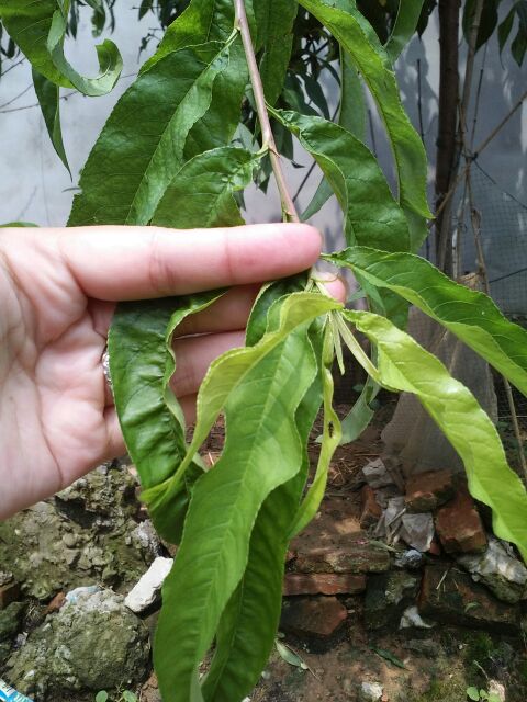 夏天到了容易长痱子如何处理,夏天痱子怎么治好得快