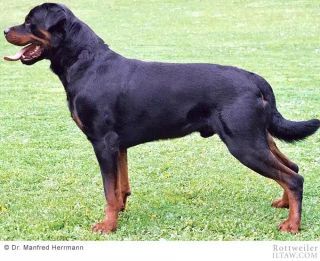 赛罗的宠物罗威纳犬,罗威纳犬犬种