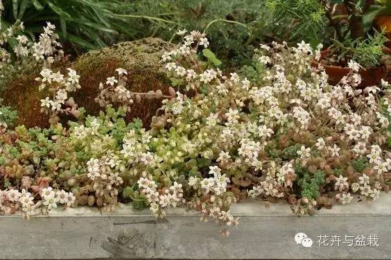 旋叶姬星美人大盆,姬星美人多肉