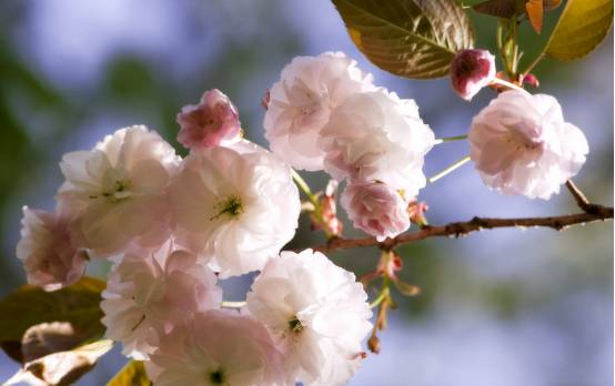 看樱花何必去远方,天津水上公园神户园樱花