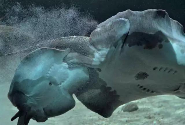 原生魟鱼,魟鱼原生态生活