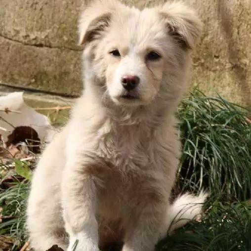 2022上海宠物领养中心官网,上海宠物领养日申请领养概率