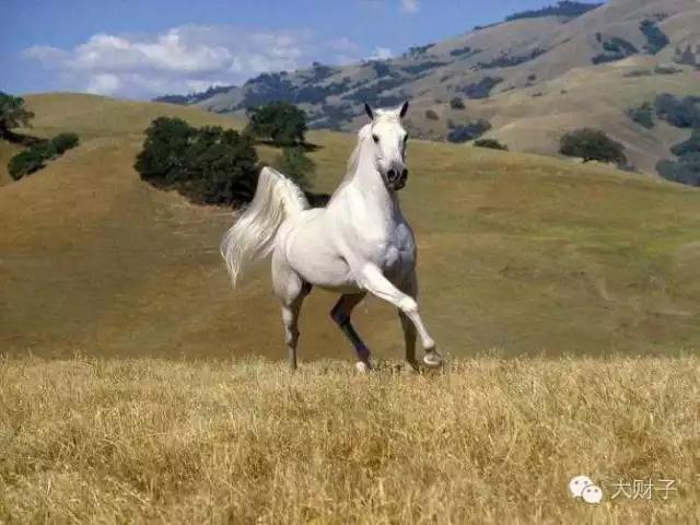 除了黑卡和白卡什么卡的爆率高,除了黑卡还有什么选择