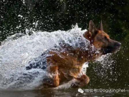 德牧犬怎么训练最合适,幼犬德牧训练方法和步骤