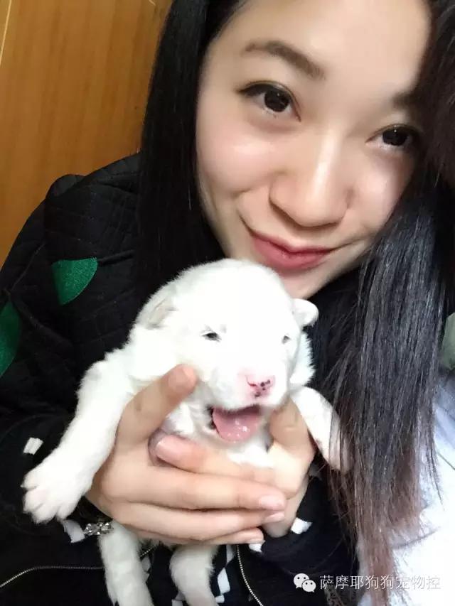 萨摩耶老婆生宝宝了怎么照顾,萨摩耶妈妈和萨摩宝宝