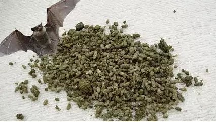 来自身边的“翔”,得知后你都可以做《女医》了!