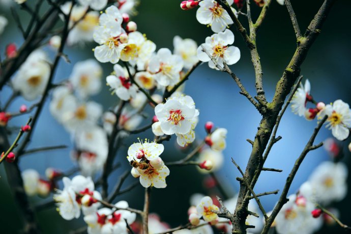 赏梅的正当时候,最是一年春光好踏春赏梅正当时