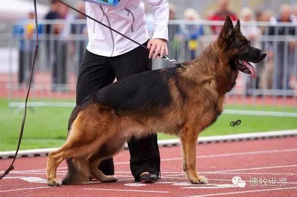 原创|德牧名犬：超越一切，无需说明欧门