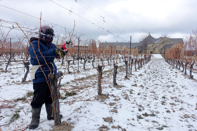 尼亚加拉珍稀冰酒,尼亚加拉冰酒