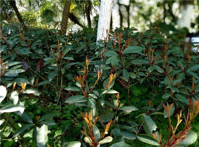 酷派锋尚max是哪一款,酷派锋尚maxa8-930