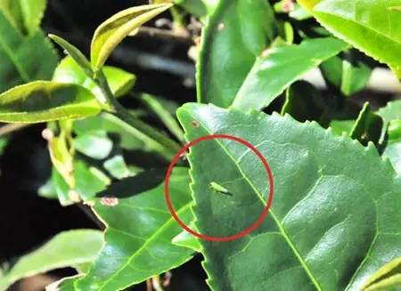 台湾茶叶不喷农药吗,台湾茶叶有造假吗