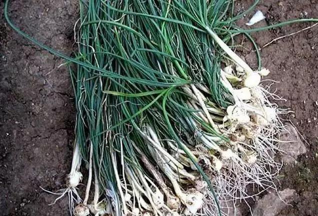 六安最新“野菜宝典”7种野菜，13种时令蔬菜，你都认识吗？