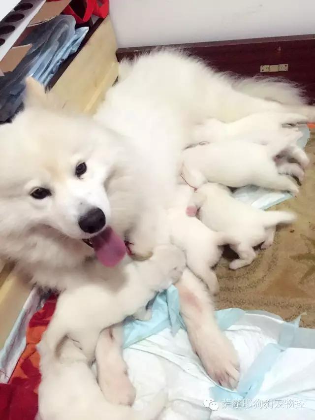 萨摩耶老婆生宝宝了怎么照顾,萨摩耶妈妈和萨摩宝宝