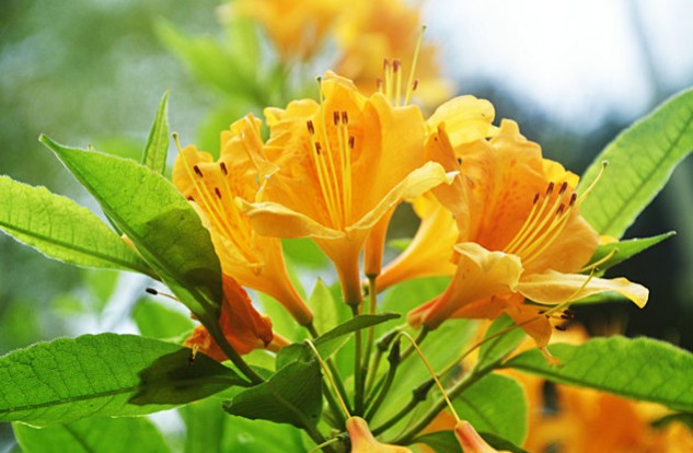 室内养殖蕨类植物有危害吗,什么植物放在室内可以净化空气