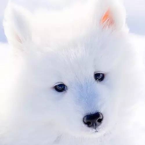 训犬专用玩具,训狗师推荐排行榜