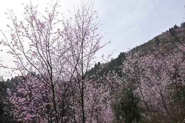 畅游通山,*光春**烂漫映北山一季樱花梦里来