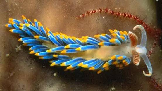 海兔教程,海兔生物图鉴