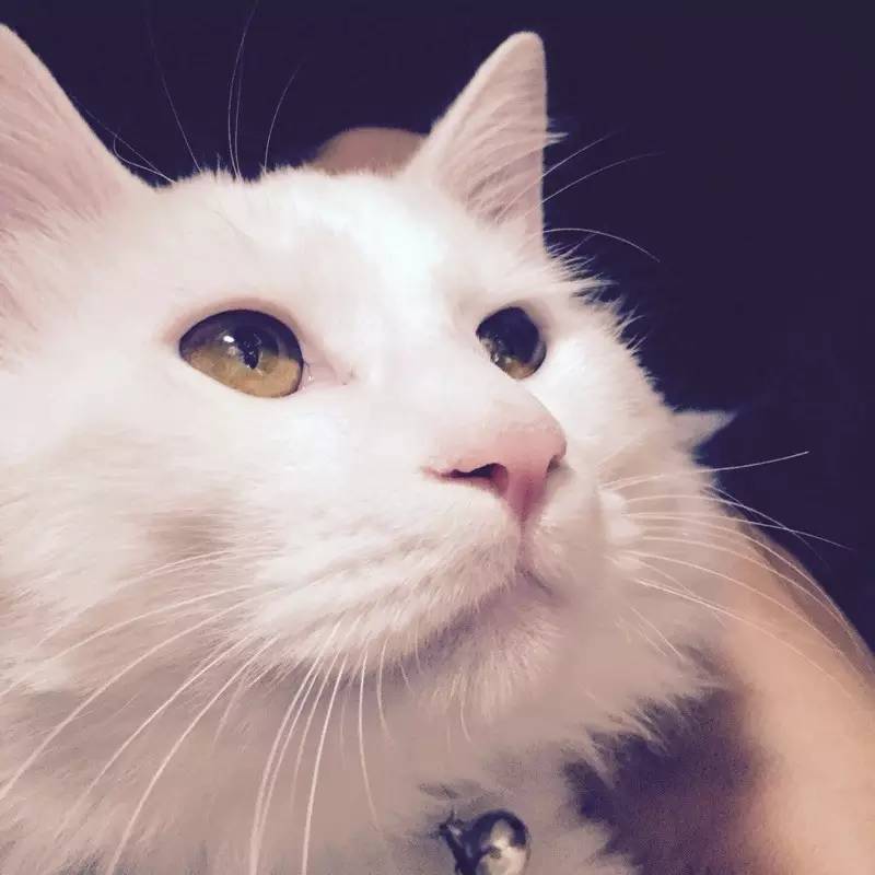 奶猫受惊怎么办,奶猫猫瘟如何处理