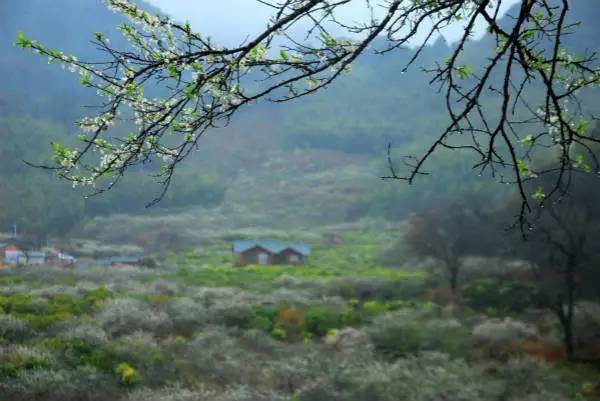 阳春三月下从化，去广东最美乡村植树、挖春笋、野炊吧！[3.12]