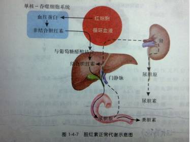 新生儿黄疸护理科普视频,新生儿黄疸孕妇要吃什么可以预防
