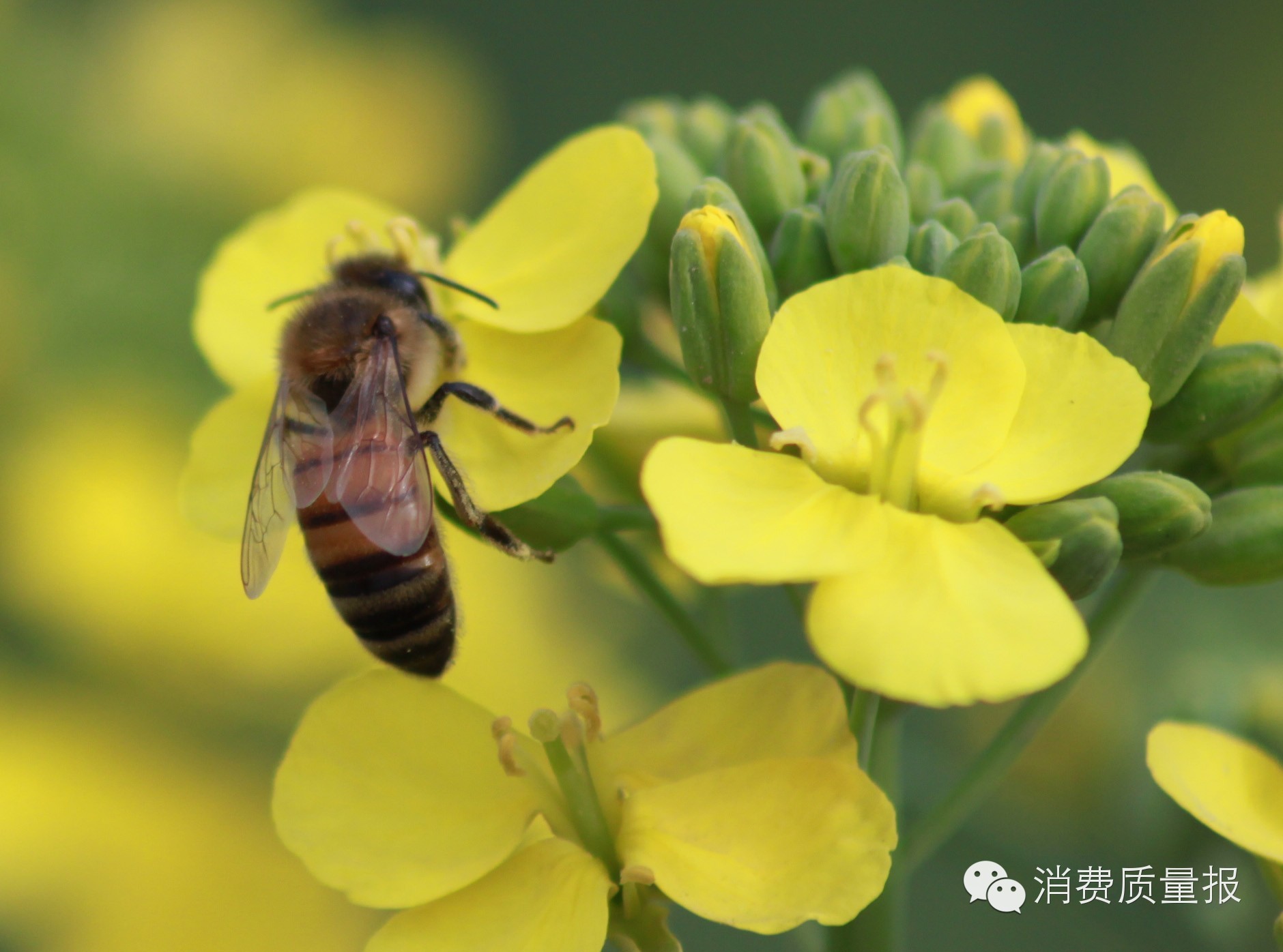 市场上的假蜂蜜有毒吗,央视315哪家蜂蜜被曝光