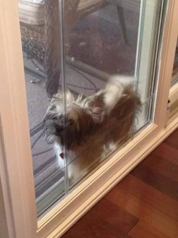 狗生已思考好,请帮我把狗头弄出来