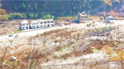 春暖花开：猴年春灿烂，樱桃花争艳，君若假日闲，关河金坪岸！