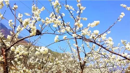 春暖花开：猴年春灿烂，樱桃花争艳，君若假日闲，关河金坪岸！