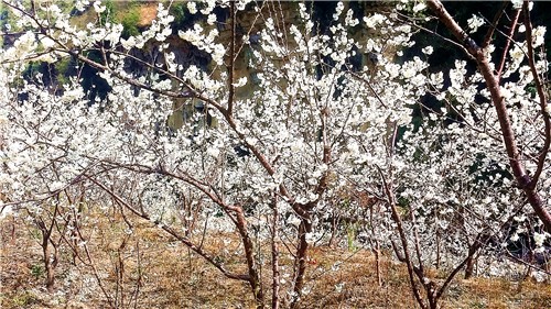 春暖花开：猴年春灿烂，樱桃花争艳，君若假日闲，关河金坪岸！