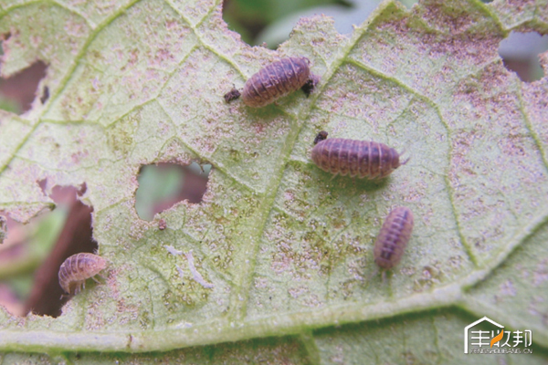 种植白菜心怎么管理,防治白菜萝卜病虫害哪个药好