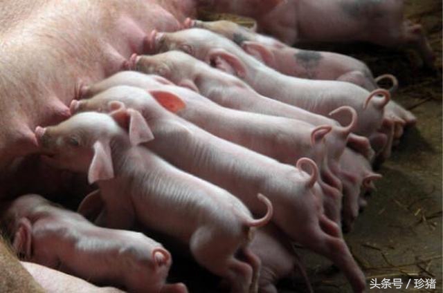 初生母猪难产怎么办,初产母猪难产掏不出来剩一头咋办