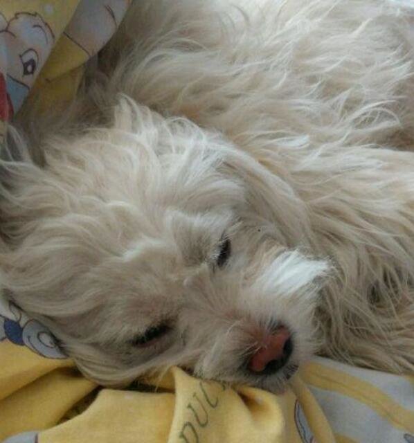 狗狗最爱待的就是我的床,今天狗狗走了,医生说了原因,好想哭