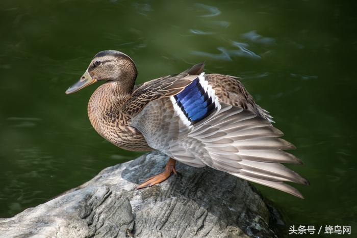 腾龙2.8恒定变焦镜头,大变焦镜头腾龙18-400怎样