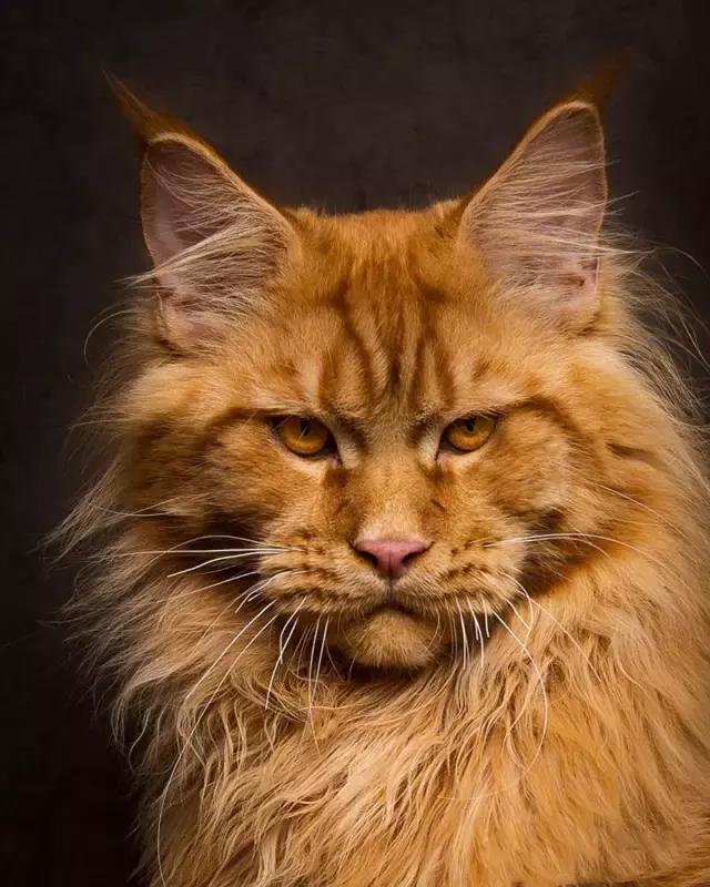 缅因猫成猫出售,每日一猫之豹猫