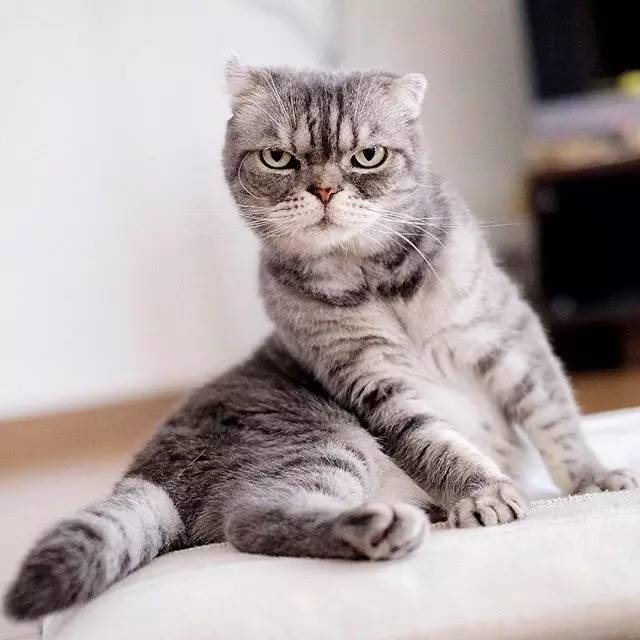 怎样亲近喵星人教你5个实用贴士,喵星人独门秘籍