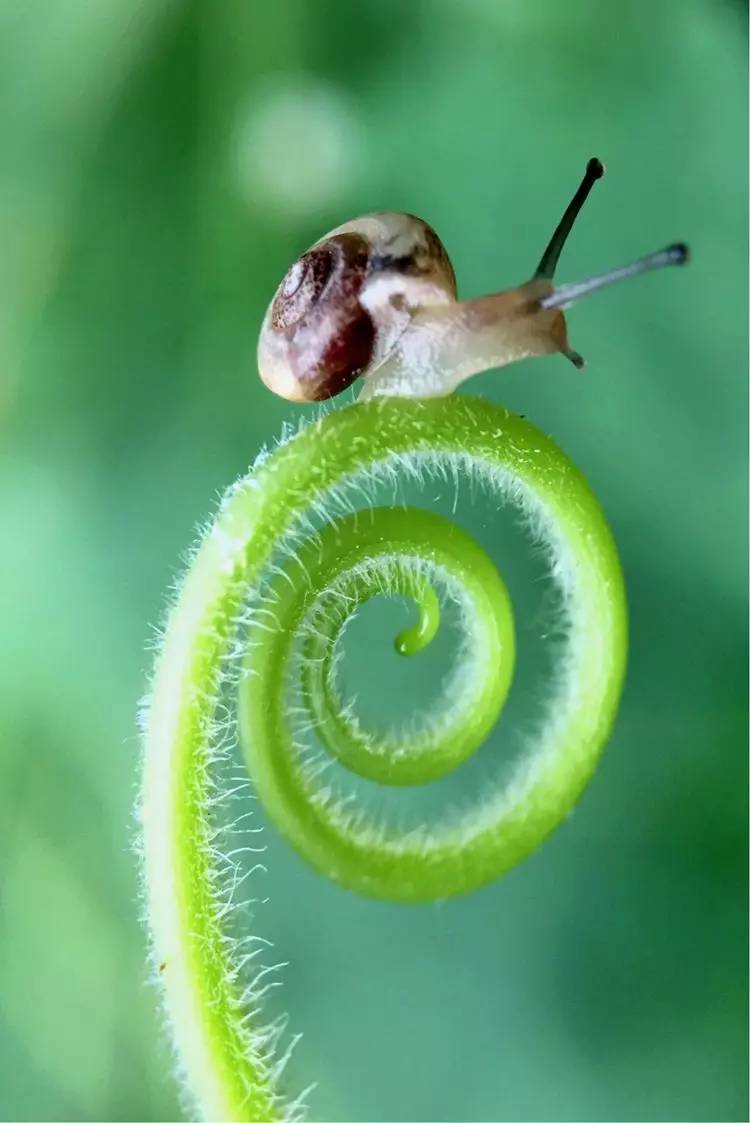 手机怎么玩转拍摄,手机怎样微距拍照