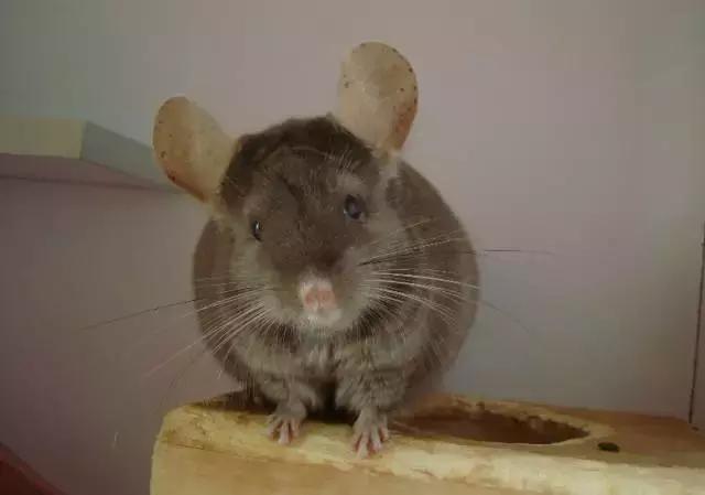 亚宠展攻略狗狗,亚宠展2020爬宠