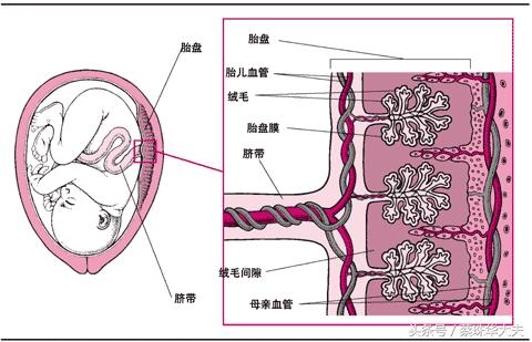 排卵期前吃了感冒药怀孕能要吗,排卵期吃了感冒灵颗粒怀孕了能要吗