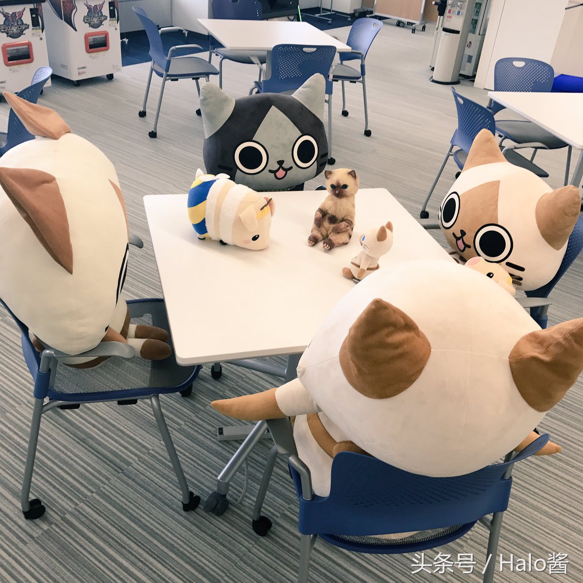 怪物猎人世界三只艾露猫,怪物猎人艾露猫真人