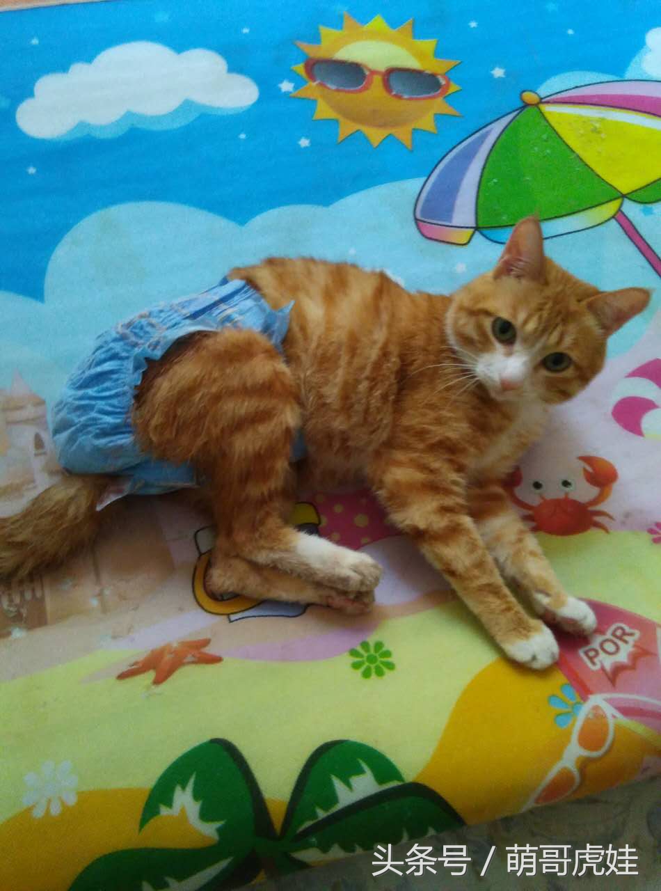 小猫尿床穿纸尿裤,宠物猫老是尿床