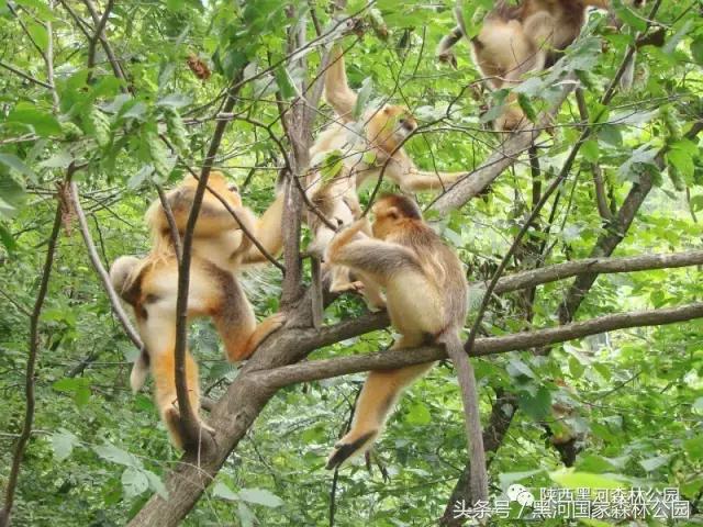 探秘黑河森林公园,黑河森林公园野生动物
